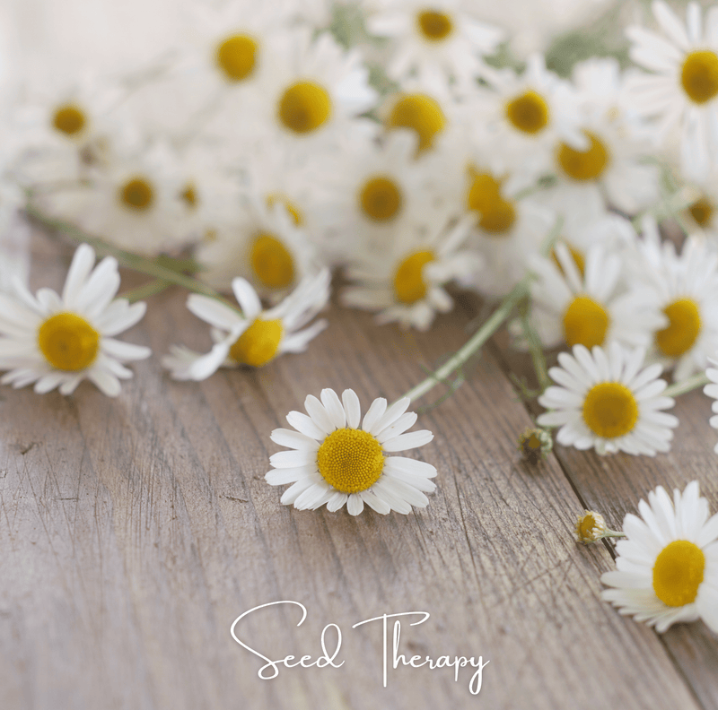 Load image into Gallery viewer, Roman Chamomile – 300 Seeds
