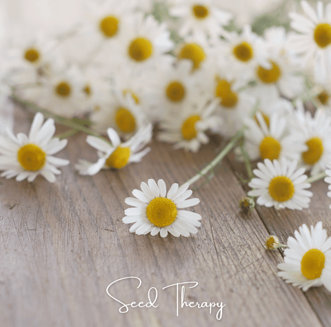 Roman Chamomile – 300 Seeds, additional product view 2