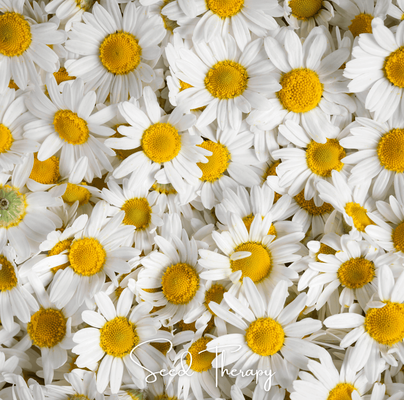 Load image into Gallery viewer, Roman Chamomile – 300 Seeds
