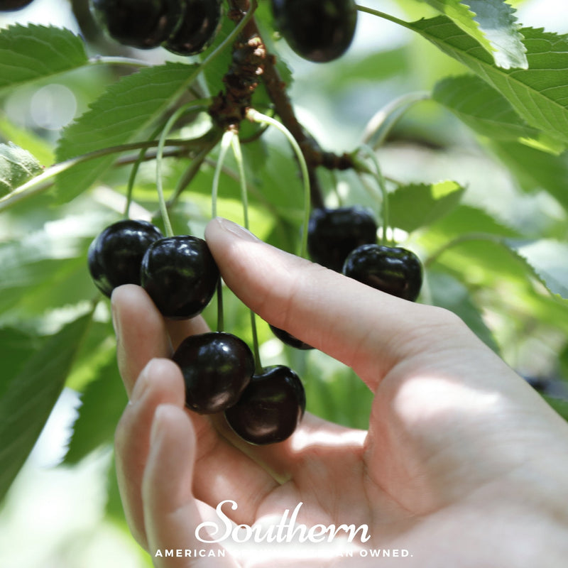 Load image into Gallery viewer, Black Cherry – 15 Seeds
