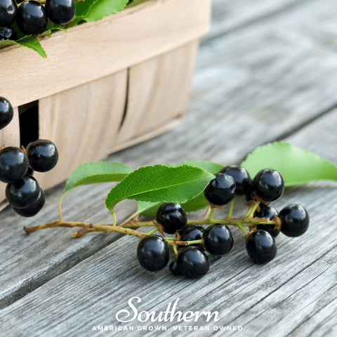 Black Cherry – 15 Seeds, additional product view 2