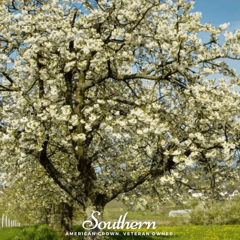 Load image into Gallery viewer, Black Cherry – 15 Seeds
