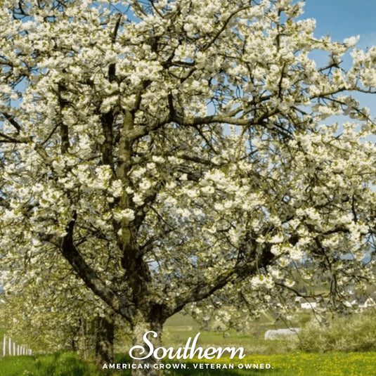 Black Cherry – 15 Seeds