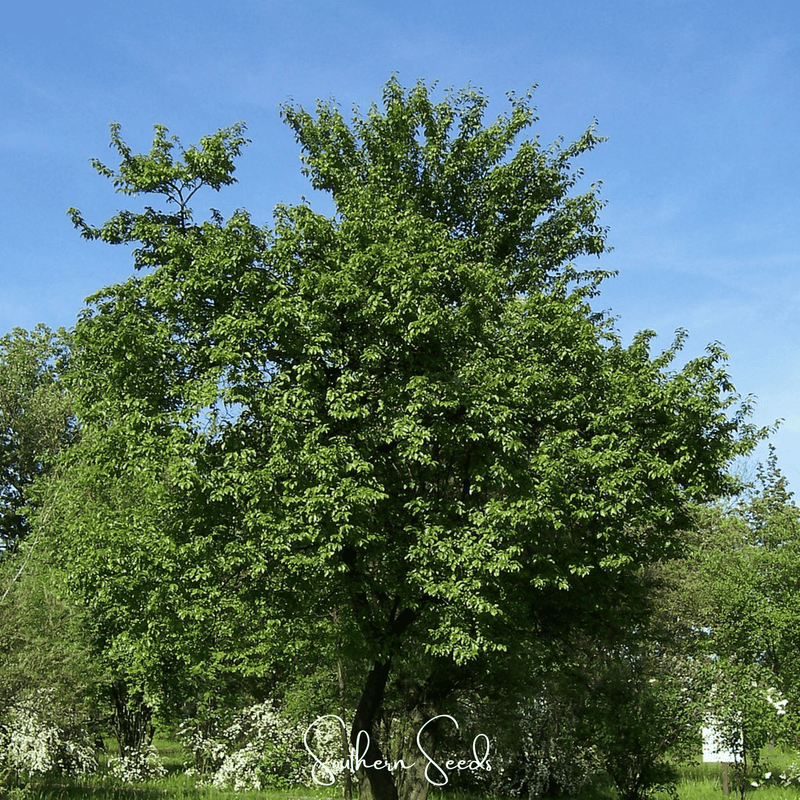 Load image into Gallery viewer, Cherry Plum – 5 Seeds
