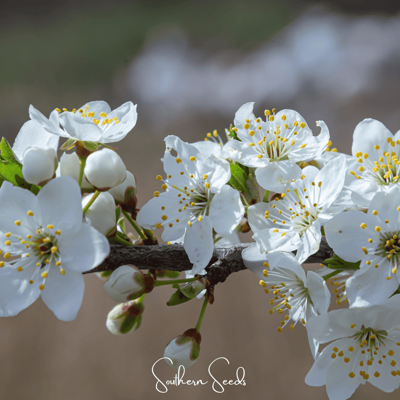 Load image into Gallery viewer, Cherry Plum – 5 Seeds
