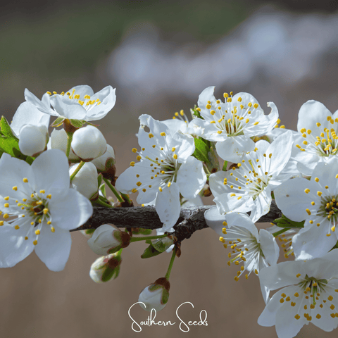 Cherry Plum – 5 Seeds, additional product view 2