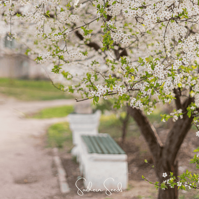 Load image into Gallery viewer, Cherry Plum – 5 Seeds
