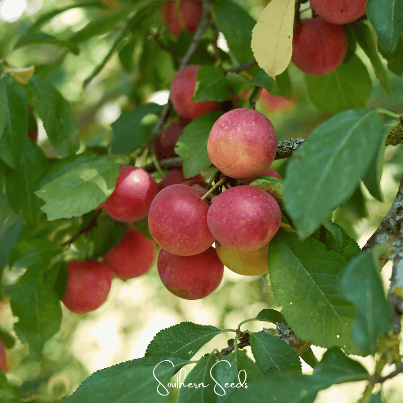 Load image into Gallery viewer, Cherry Plum – 5 Seeds
