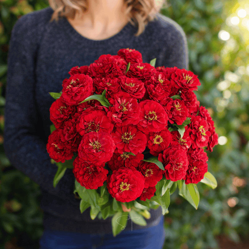 Load image into Gallery viewer, Cherry Queen Zinnia – 100 Seeds
