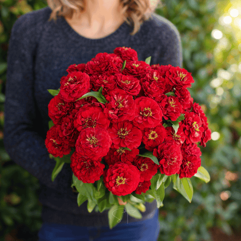 Cherry Queen Zinnia 100 Seeds