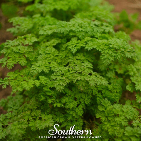 Curled Chervil – 200 Seeds, additional product view 2