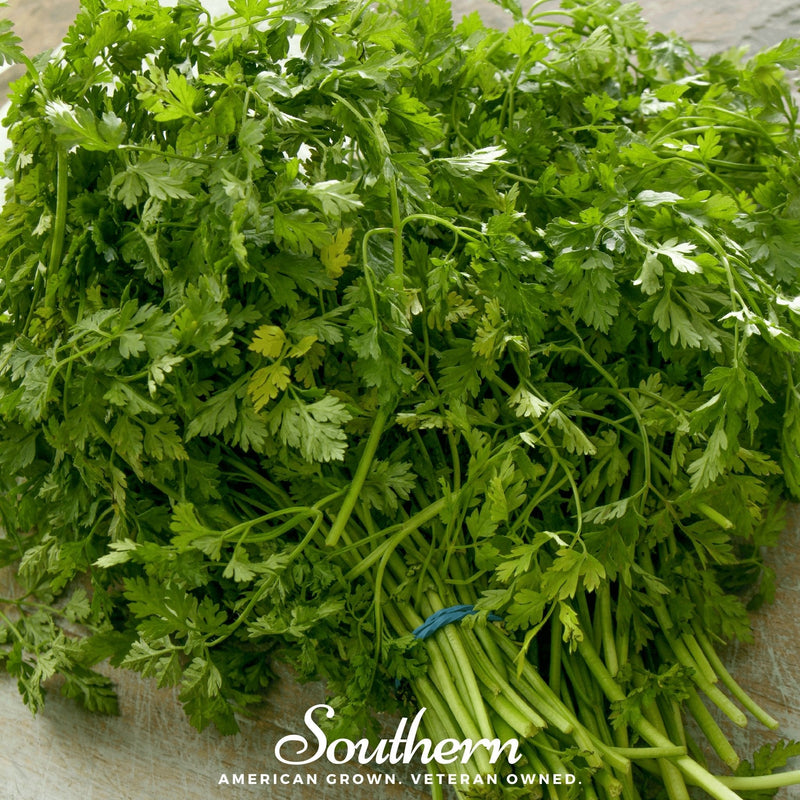 Load image into Gallery viewer, Curled Chervil – 200 Seeds
