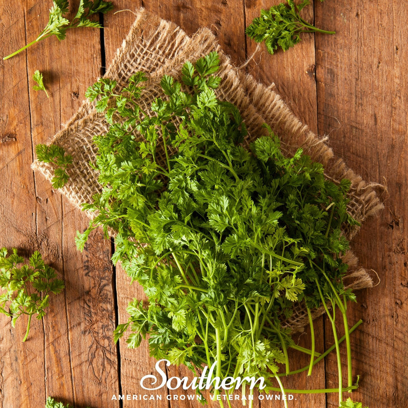Load image into Gallery viewer, Curled Chervil – 200 Seeds
