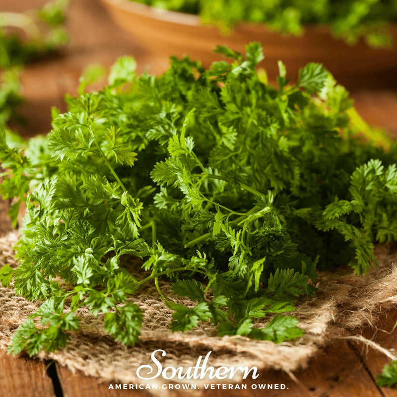 Load image into Gallery viewer, Curled Chervil – 200 Seeds
