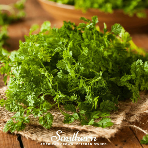 Curled Chervil 200 Seeds