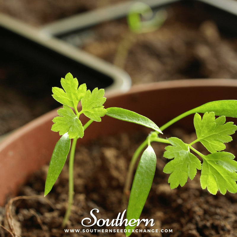 Load image into Gallery viewer, Flat Chervil – 200 Seeds
