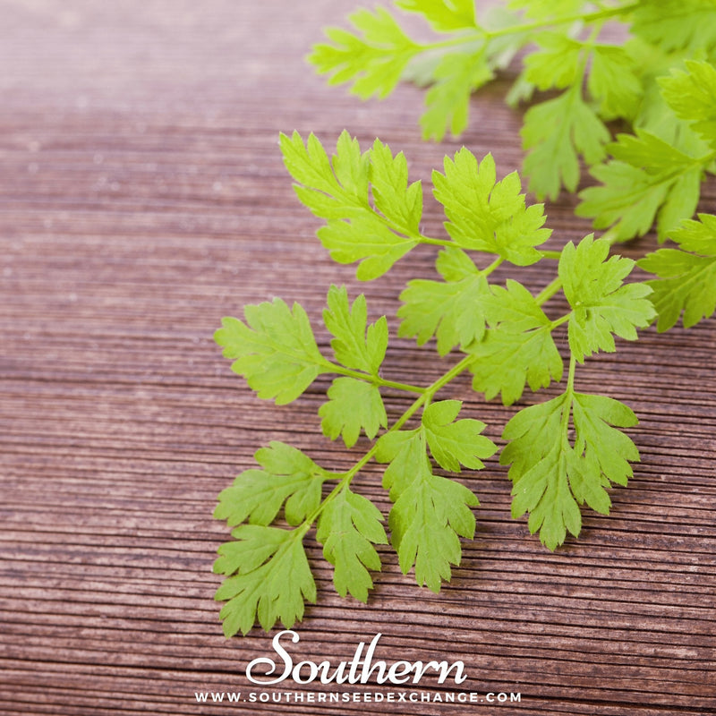 Load image into Gallery viewer, Flat Chervil – 200 Seeds
