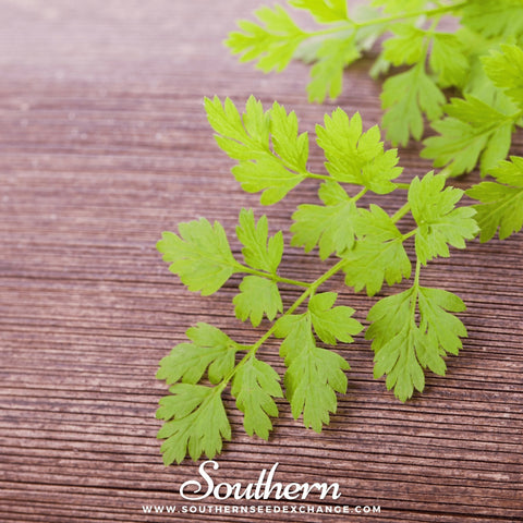 Flat Chervil seeds package, 200 count, GrowTime Garden Supply