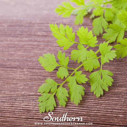 Flat Chervil – 200 Seeds