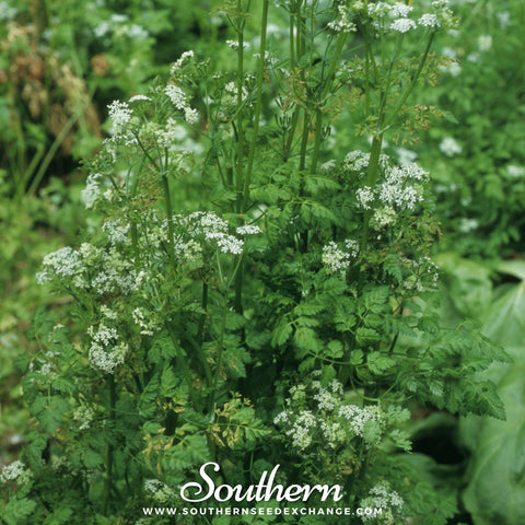 Flat Chervil – 200 Seeds, additional product view 2