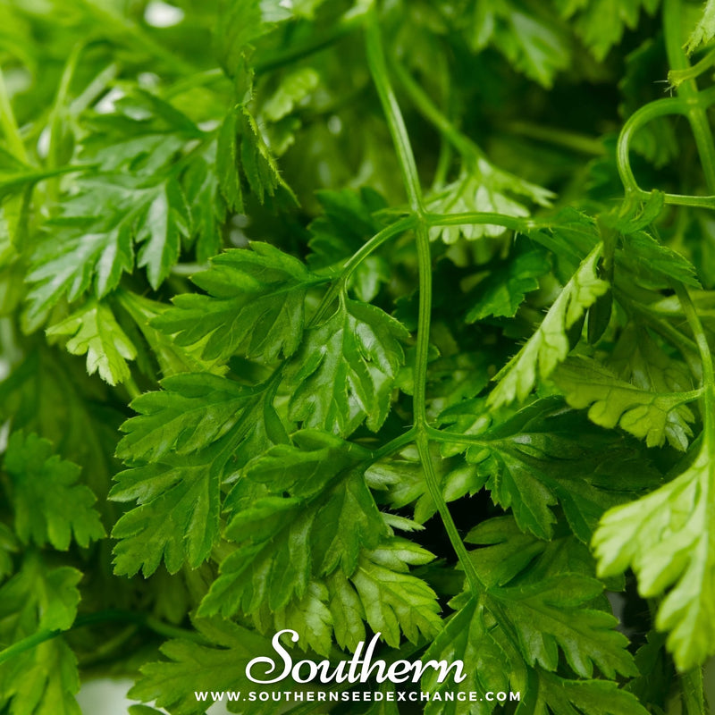 Load image into Gallery viewer, Flat Chervil – 200 Seeds
