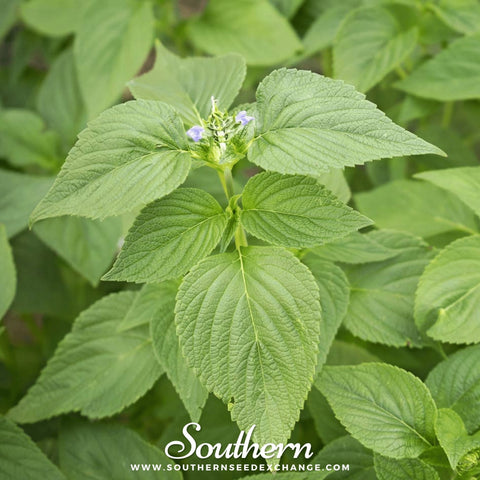 Chia – 250 Seeds, additional product view 2