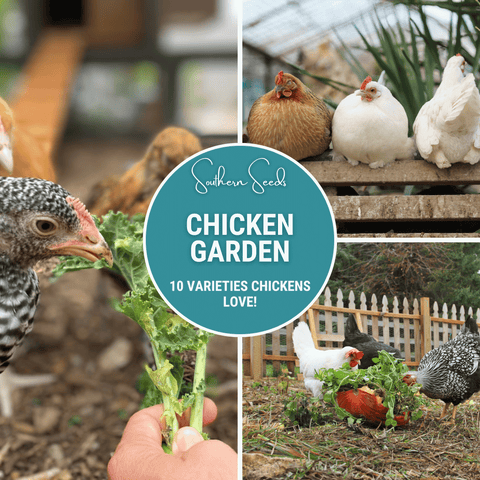 Chicken Treats Seed Collection 10 Varieties