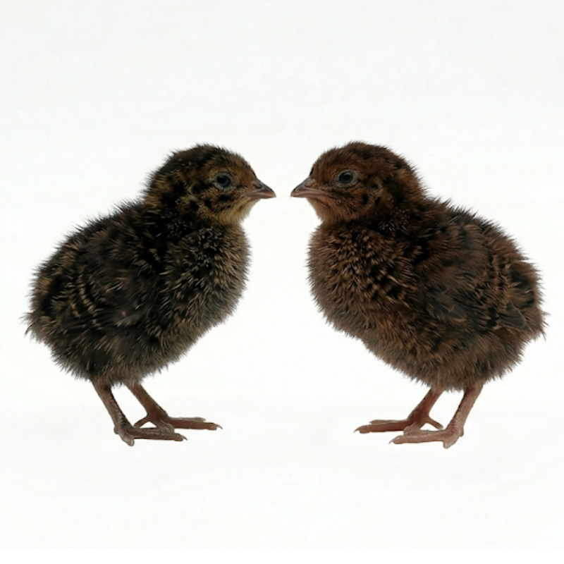Load image into Gallery viewer, Midnight Velvet Quail Hatching Eggs – Premium Tibetan &amp; Rosetta Coturnix Breeding Stock
