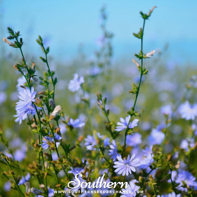 Load image into Gallery viewer, Chicory – 200 Seeds
