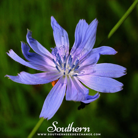 Chicory seeds package, 200 count, GrowTime Garden Supply
