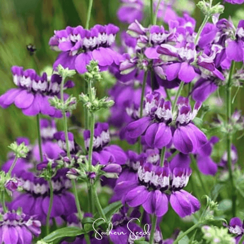 Chinese House - Innocence – 100 Seeds, additional product view 2