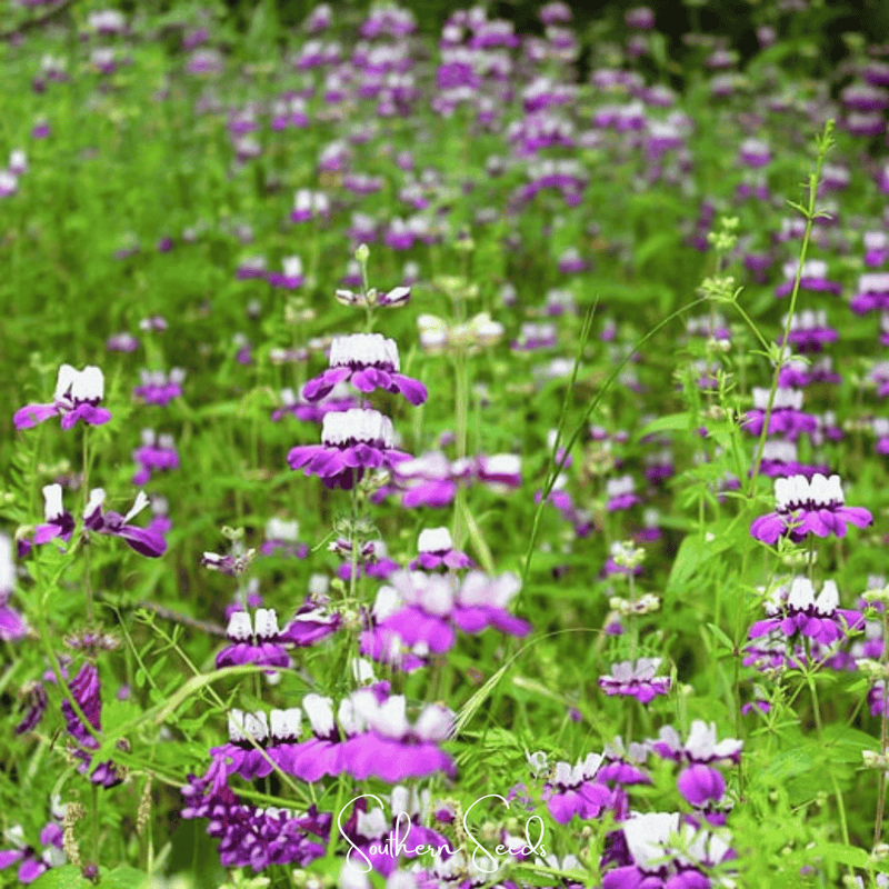 Load image into Gallery viewer, Chinese House - Innocence  – 100 Seeds
