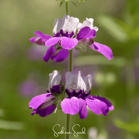 Chinese House Innocence 100 Seeds