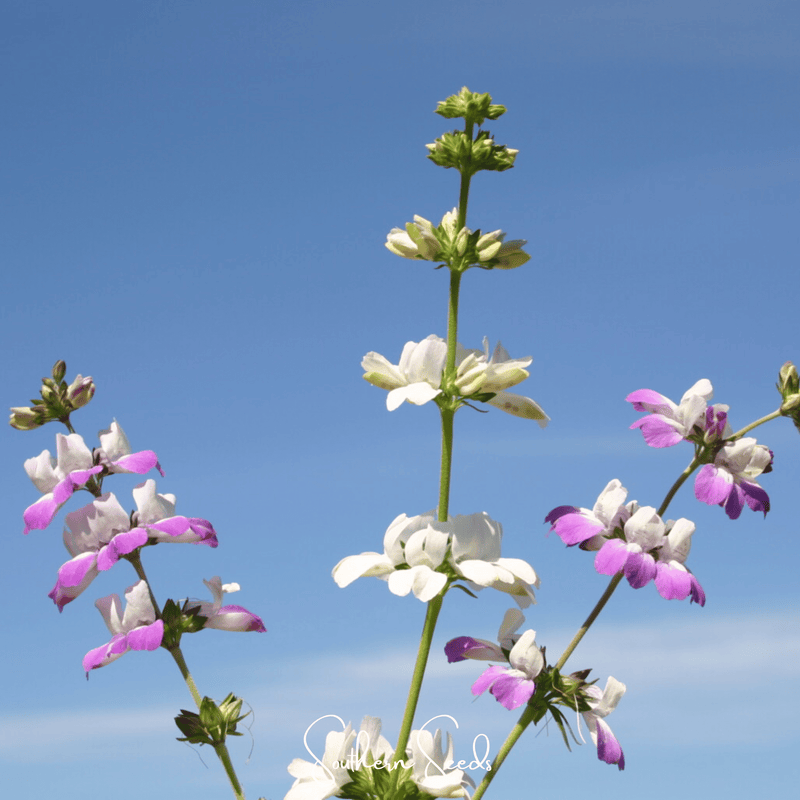 Load image into Gallery viewer, Chinese House - Innocence  – 100 Seeds
