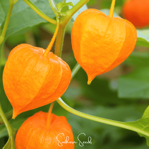 Chinese Lantern – 50 Seeds, additional product view 2