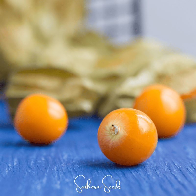 Load image into Gallery viewer, Chinese Lantern – 50 Seeds
