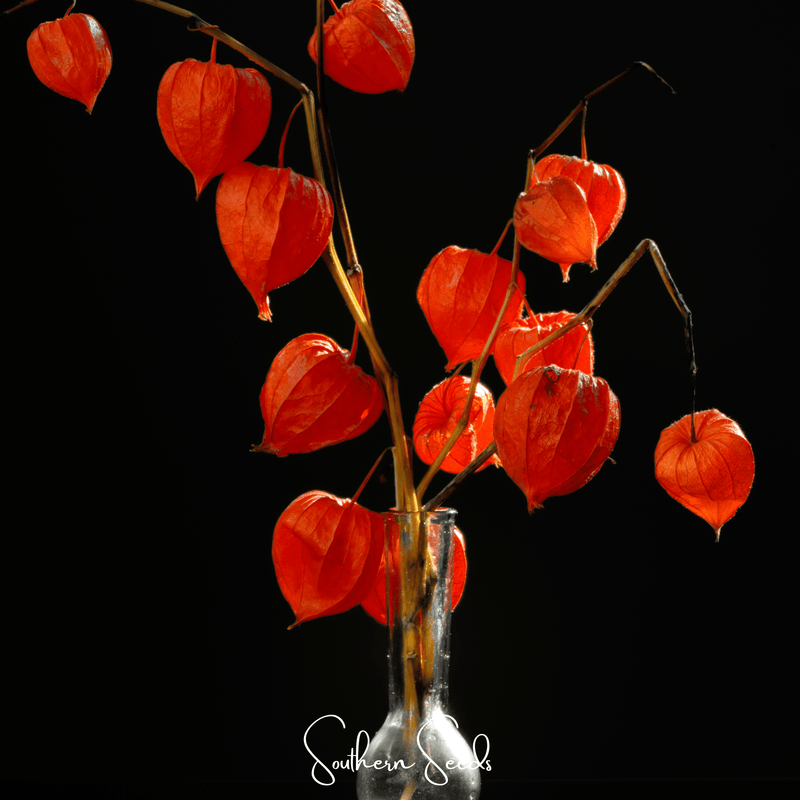 Load image into Gallery viewer, Chinese Lantern – 50 Seeds

