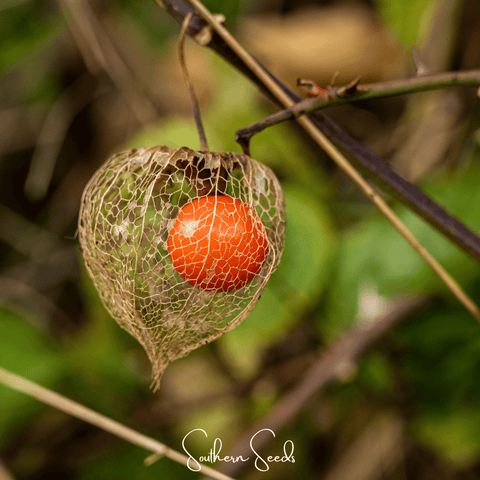 Chinese Lantern 50 Seeds