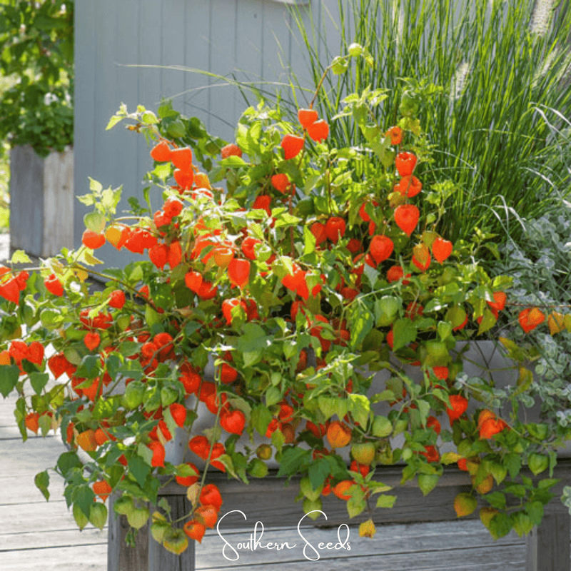 Load image into Gallery viewer, Chinese Lantern – 50 Seeds
