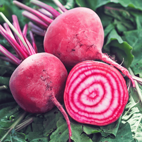 Chioggia Beet seeds package, 100 count, GrowTime Garden Supply