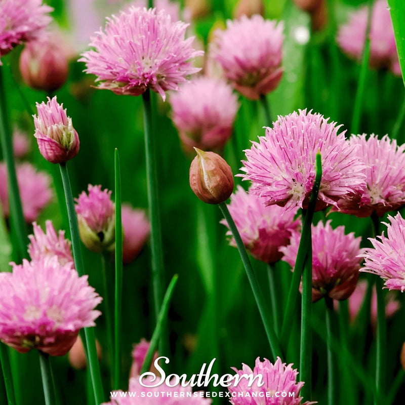 Load image into Gallery viewer, Chives – 100 Seeds
