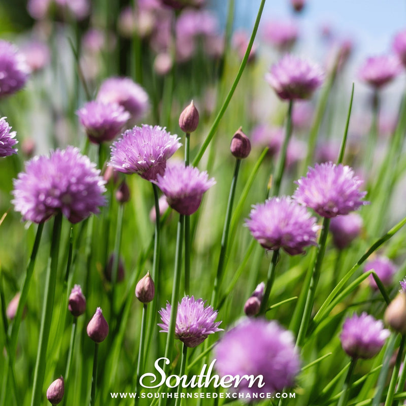 Load image into Gallery viewer, Chives – 100 Seeds
