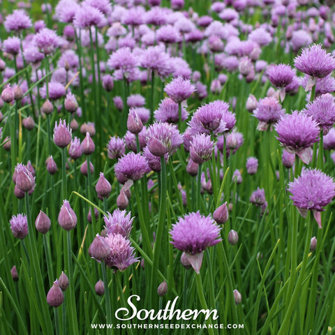 Chives seeds package, 100 count, GrowTime Garden Supply