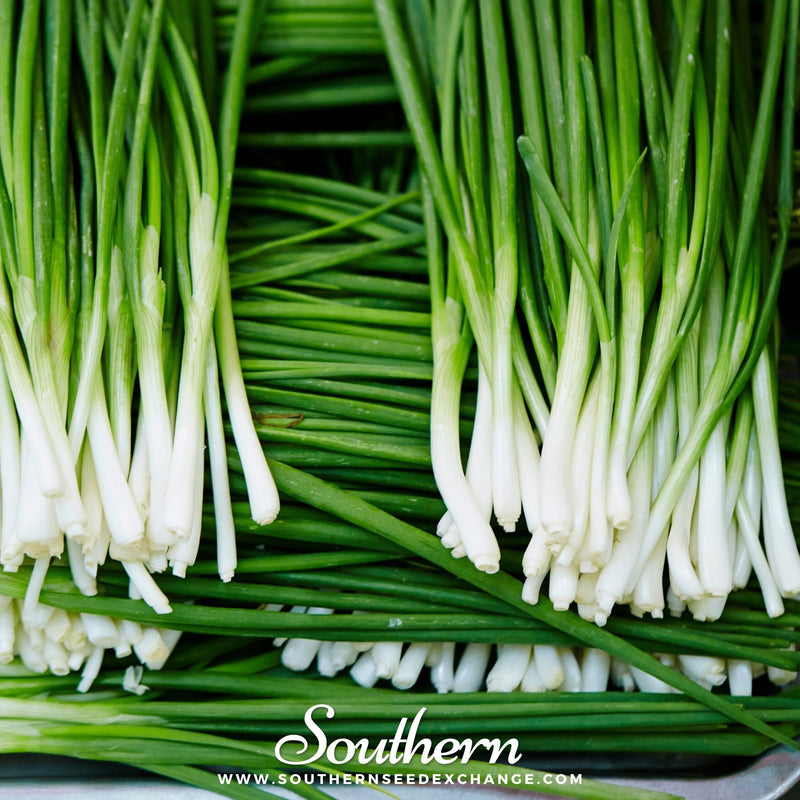 Load image into Gallery viewer, Garlic Chives – 250 Seeds
