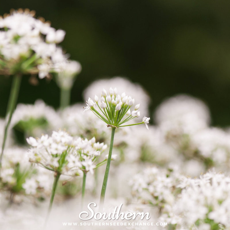 Load image into Gallery viewer, Garlic Chives – 250 Seeds
