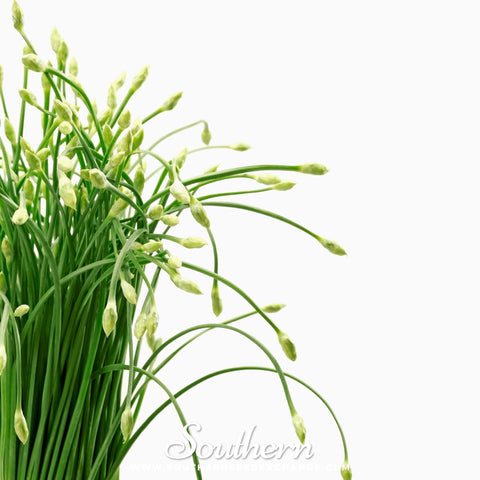 Garlic Chives – 250 Seeds, additional product view 2