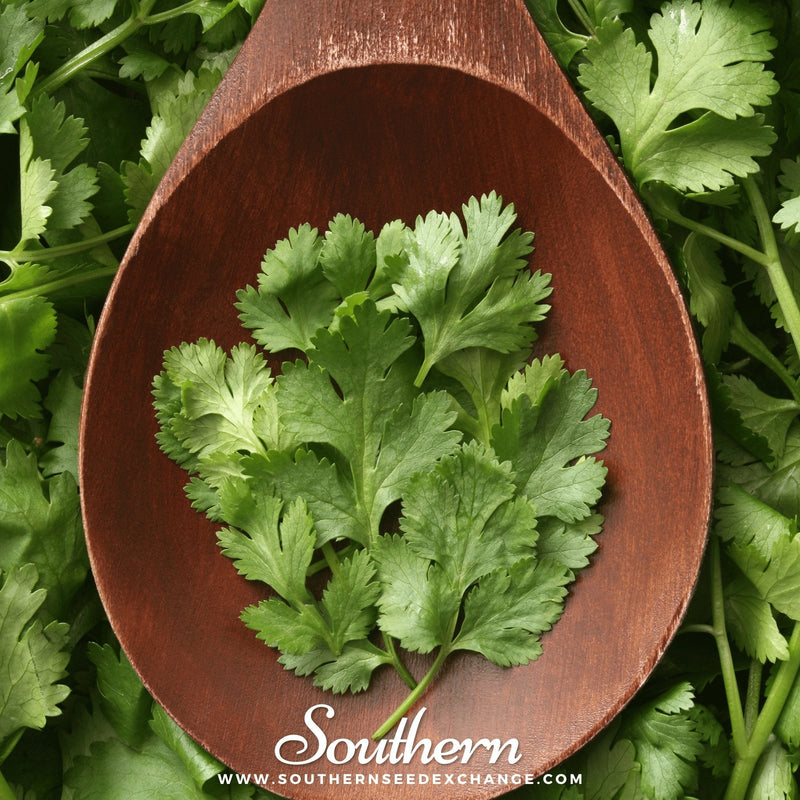 Load image into Gallery viewer, Calypso Cilantro – 100 Seeds
