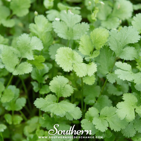 Calypso Cilantro – 100 Seeds, additional product view 2