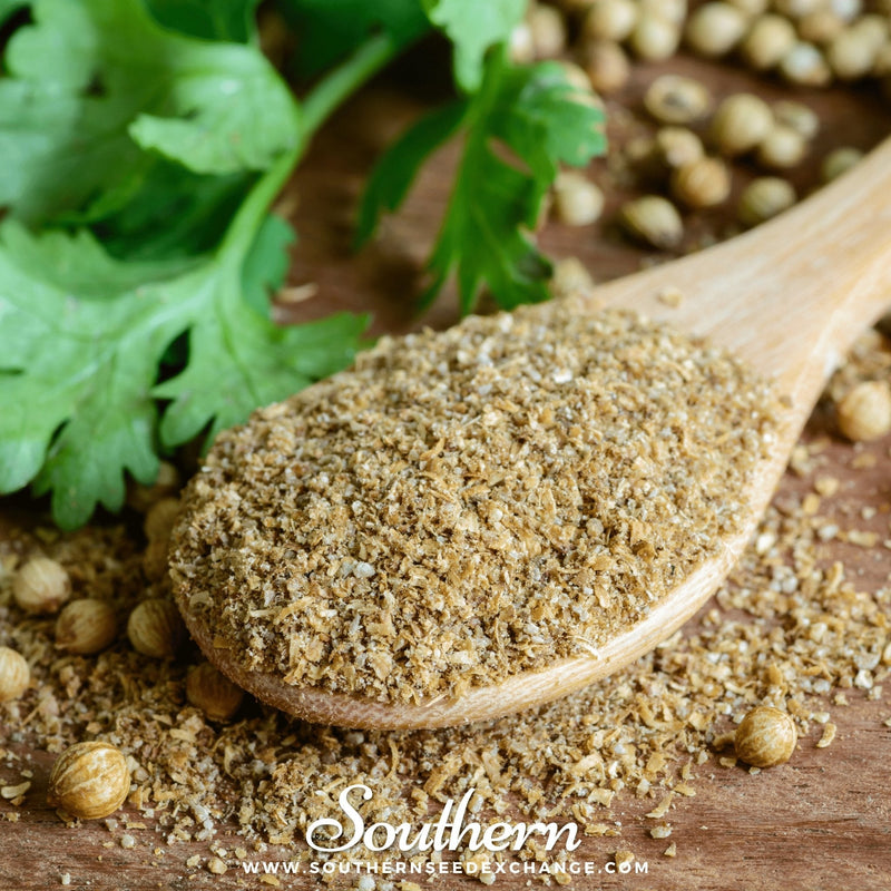 Load image into Gallery viewer, Calypso Cilantro – 100 Seeds
