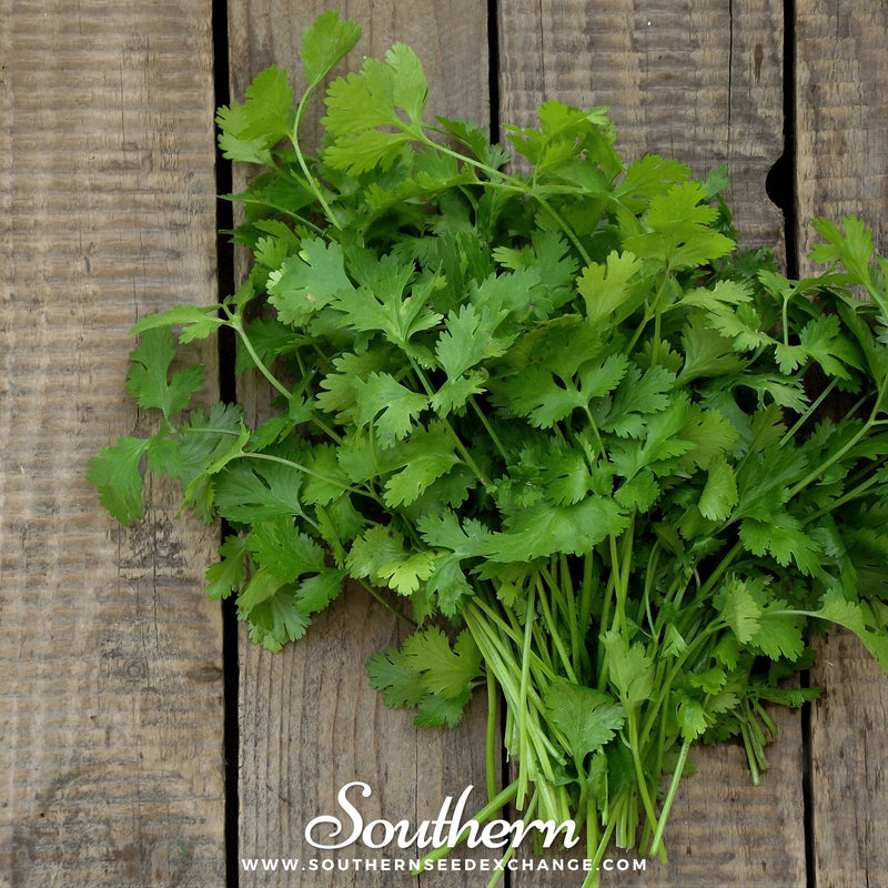 Load image into Gallery viewer, Calypso Cilantro – 100 Seeds
